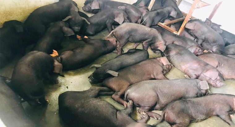 मोरङको दक्षिणी खुला सीमामा नयाँ धन्दा, सुँगुरका पाठा भारत तस्करी