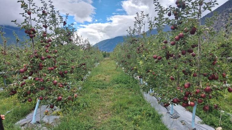 Mustang begins early apple harvest, targets Teej festival market