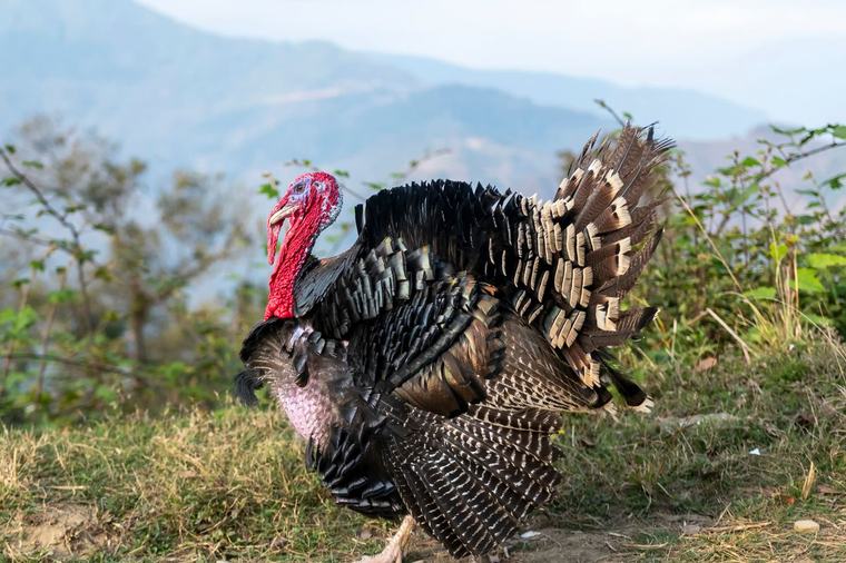 Turkey farmers face off against the pandemic