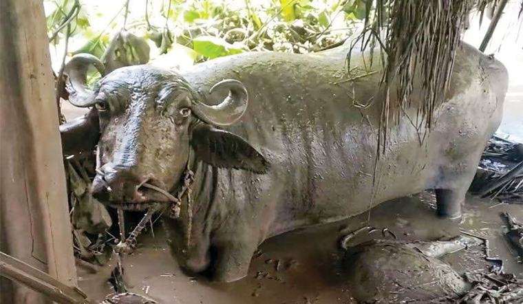 सहयोग खोज्दै छ ग्रामीण अर्थतन्त्रको मेरुदण्ड